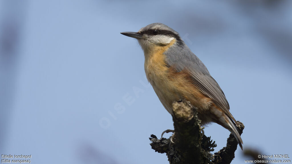 Eurasian Nuthatch