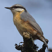 Eurasian Nuthatch