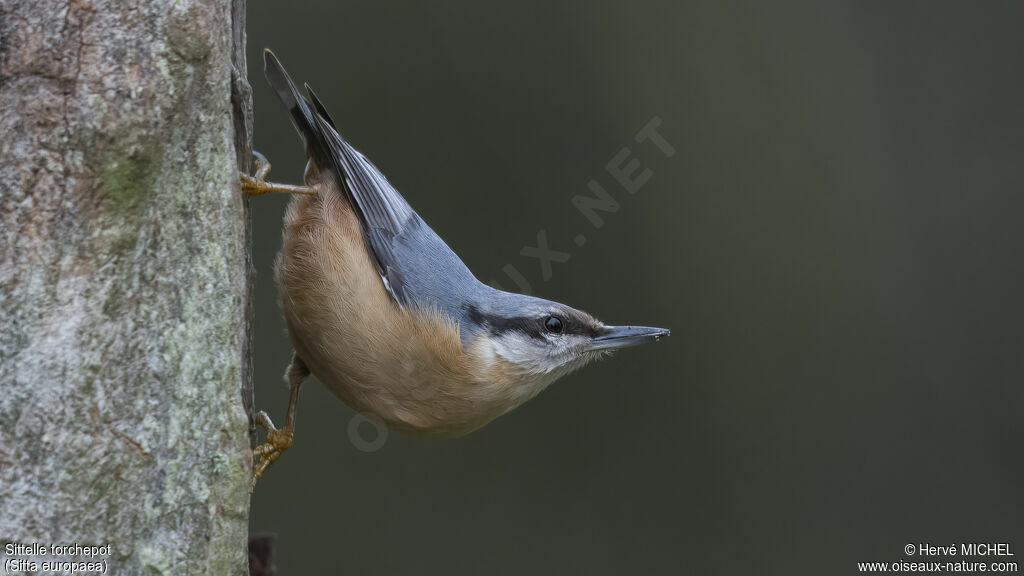 Eurasian Nuthatch