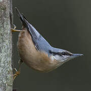 Eurasian Nuthatch