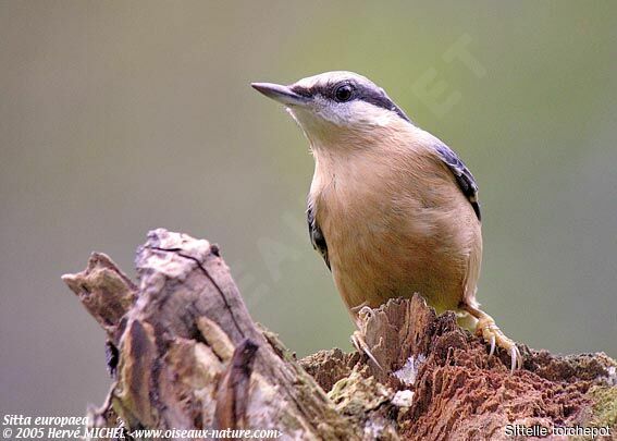 Eurasian Nuthatch