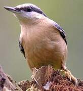 Eurasian Nuthatch