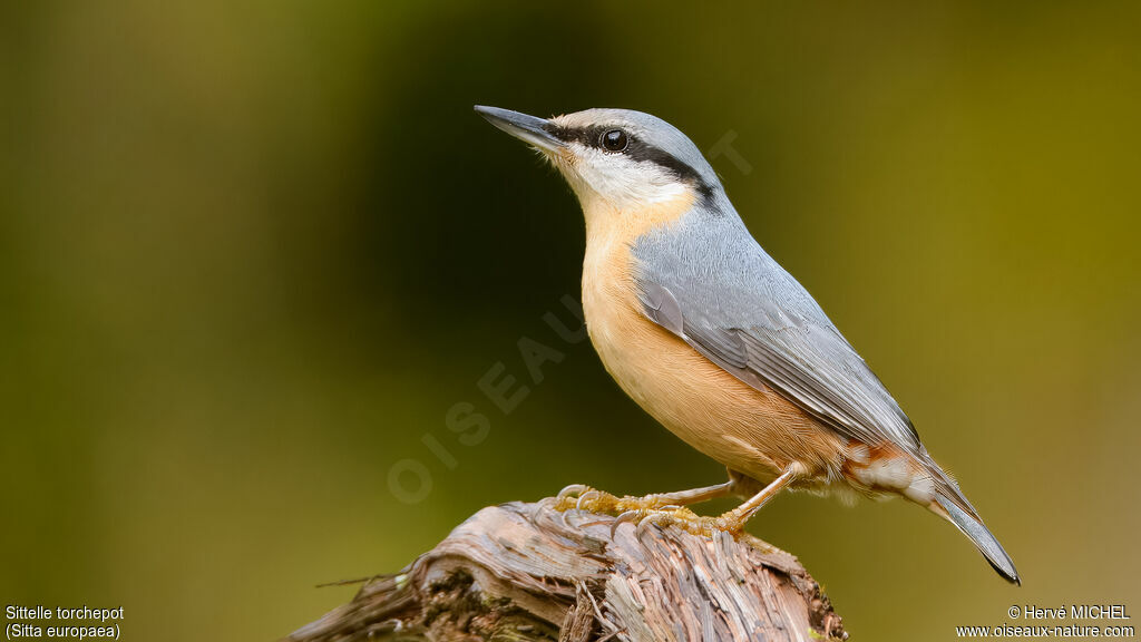 Eurasian Nuthatch