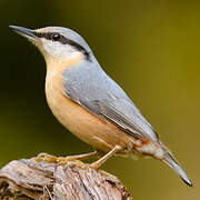 Eurasian Nuthatch