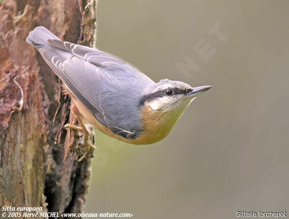 Eurasian Nuthatch