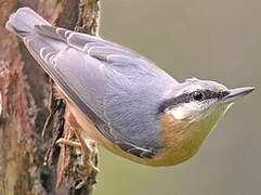 Eurasian Nuthatch