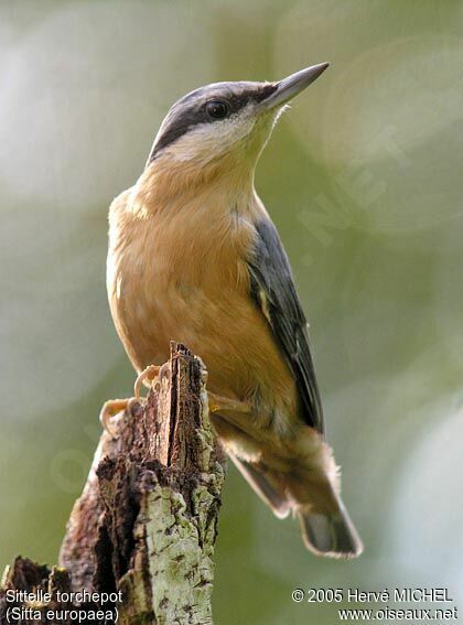 Eurasian Nuthatch