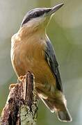 Eurasian Nuthatch