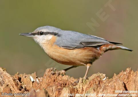 Eurasian Nuthatch