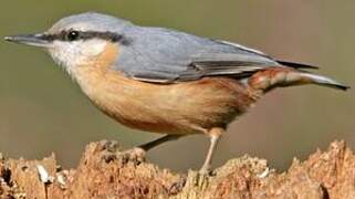 Eurasian Nuthatch