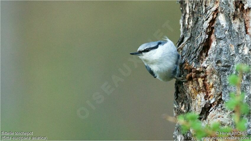 Eurasian Nuthatchadult breeding