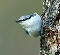 Eurasian Nuthatch