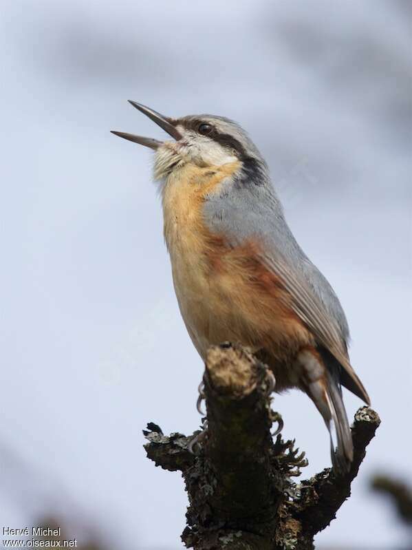 Eurasian Nuthatch male adult breeding, song
