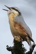 Eurasian Nuthatch