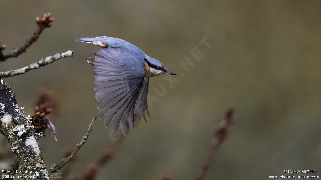 Eurasian Nuthatch