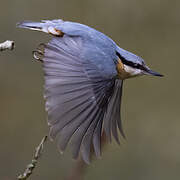 Eurasian Nuthatch