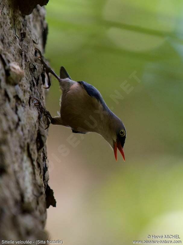 Velvet-fronted Nuthatch