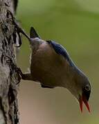 Velvet-fronted Nuthatch