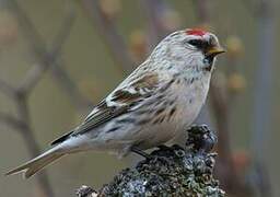 Arctic Redpoll