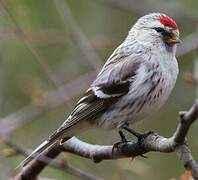 Arctic Redpoll