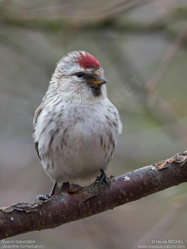 Arctic Redpolladult