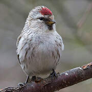 Arctic Redpoll