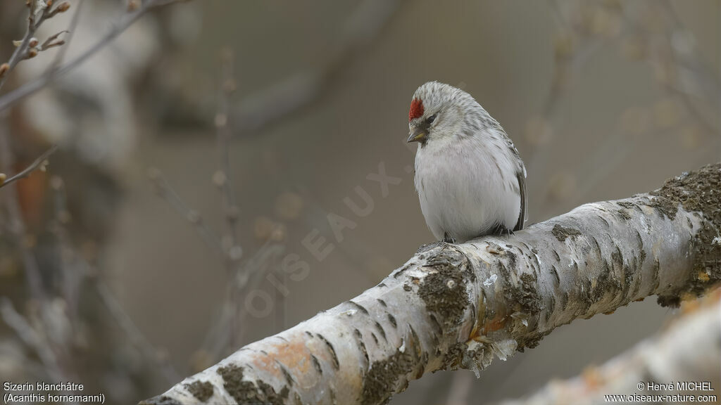 Arctic Redpoll