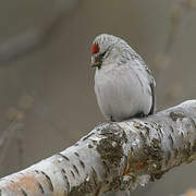 Arctic Redpoll