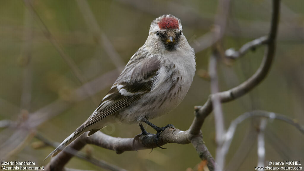 Arctic Redpoll