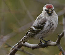 Arctic Redpoll