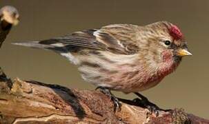 Lesser Redpoll