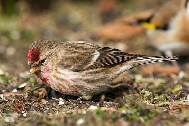 Lesser Redpoll male adult breeding, identification