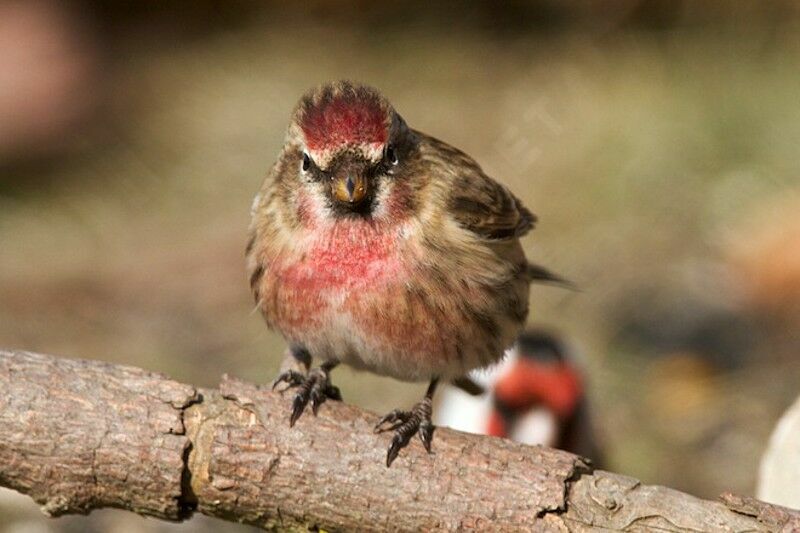 Lesser Redpoll male adult breeding, identification