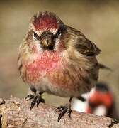 Lesser Redpoll