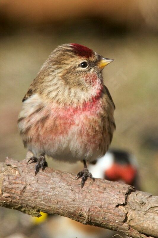 Lesser Redpoll male adult breeding, identification