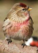 Lesser Redpoll