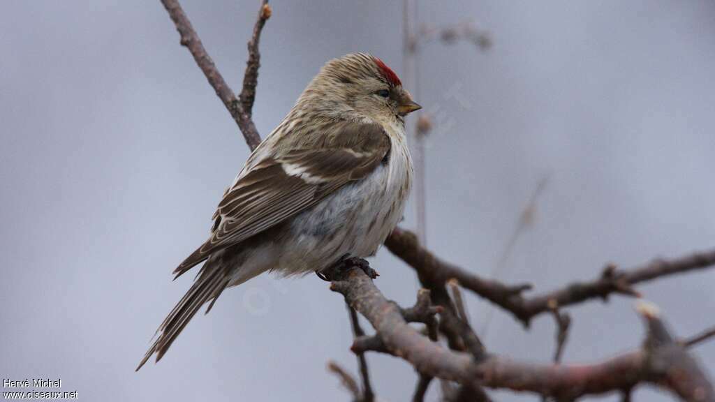 Common Redpoll female adult, identification