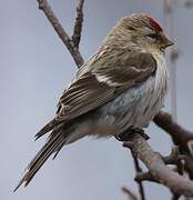 Common Redpoll