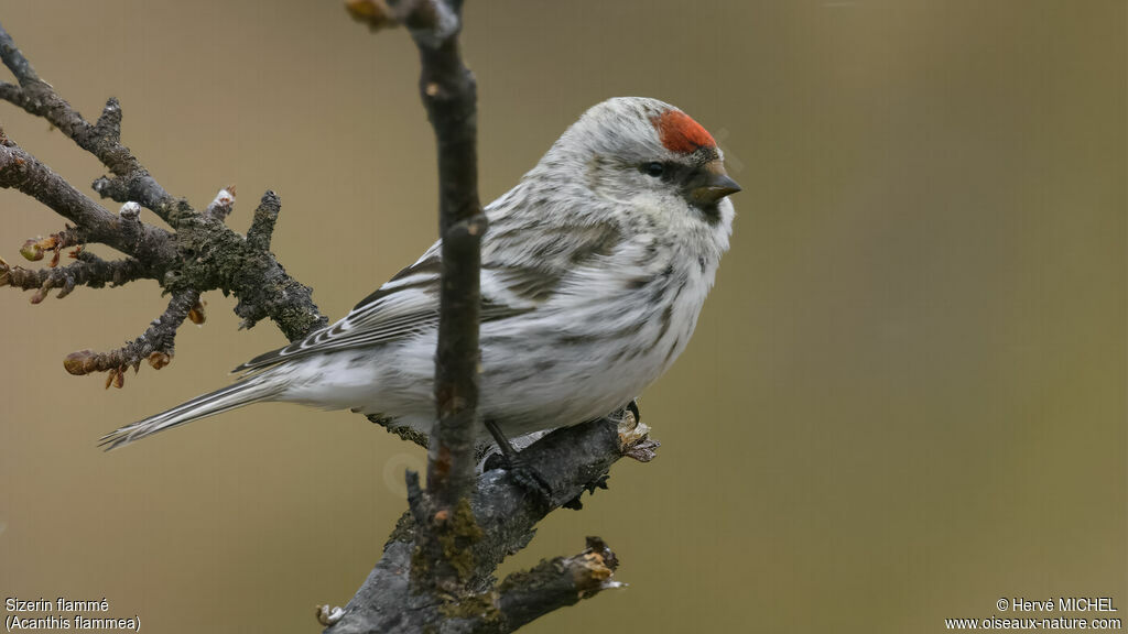 Common Redpolladult