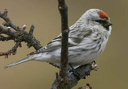 Common Redpoll