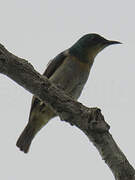 Grey-chinned Sunbird