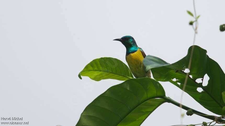 Collared Sunbird male adult, Behaviour