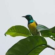 Collared Sunbird