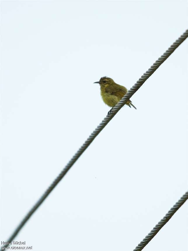 Collared Sunbirdjuvenile, identification