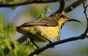 Garden Sunbird