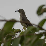 Blue-throated Brown Sunbird