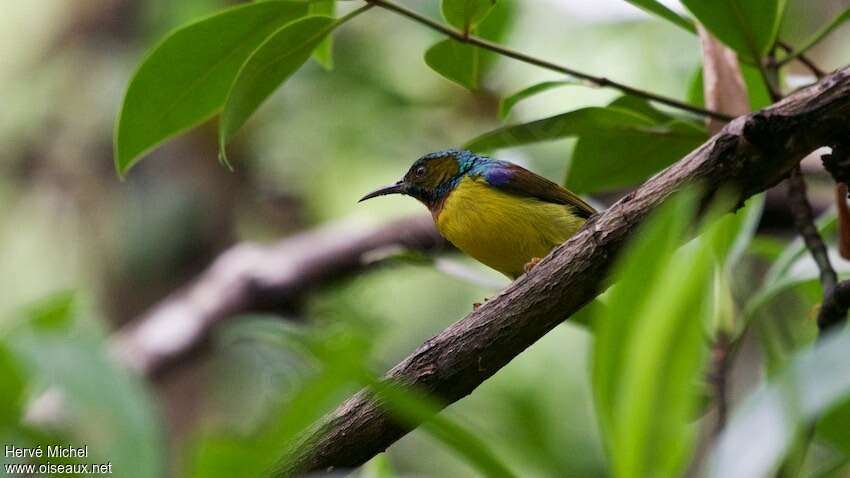 Brown-throated Sunbird male adult breeding