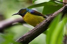 Brown-throated Sunbird