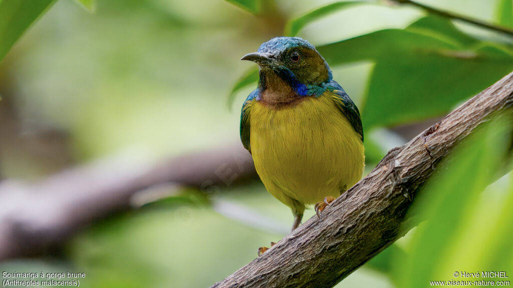 Brown-throated Sunbird male adult breeding