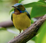 Brown-throated Sunbird